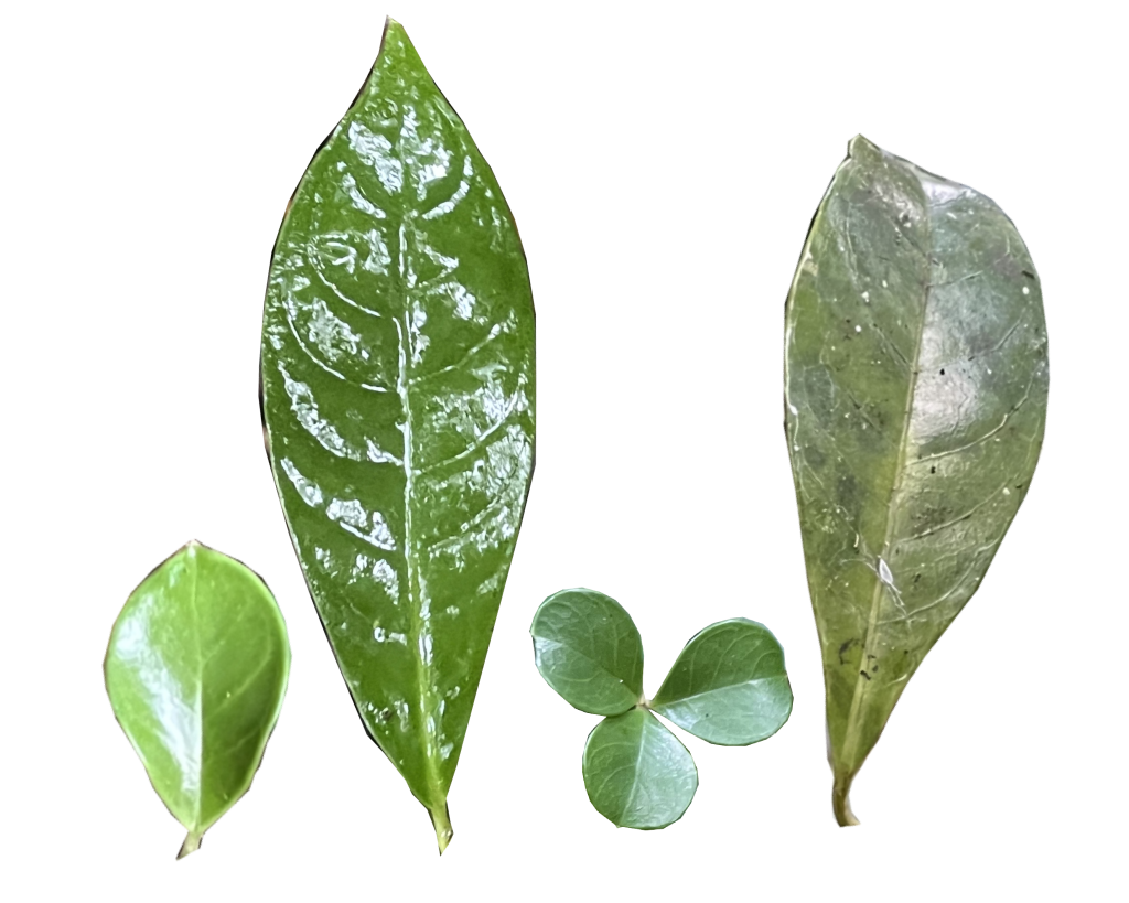 Obovale, Orbiculaire