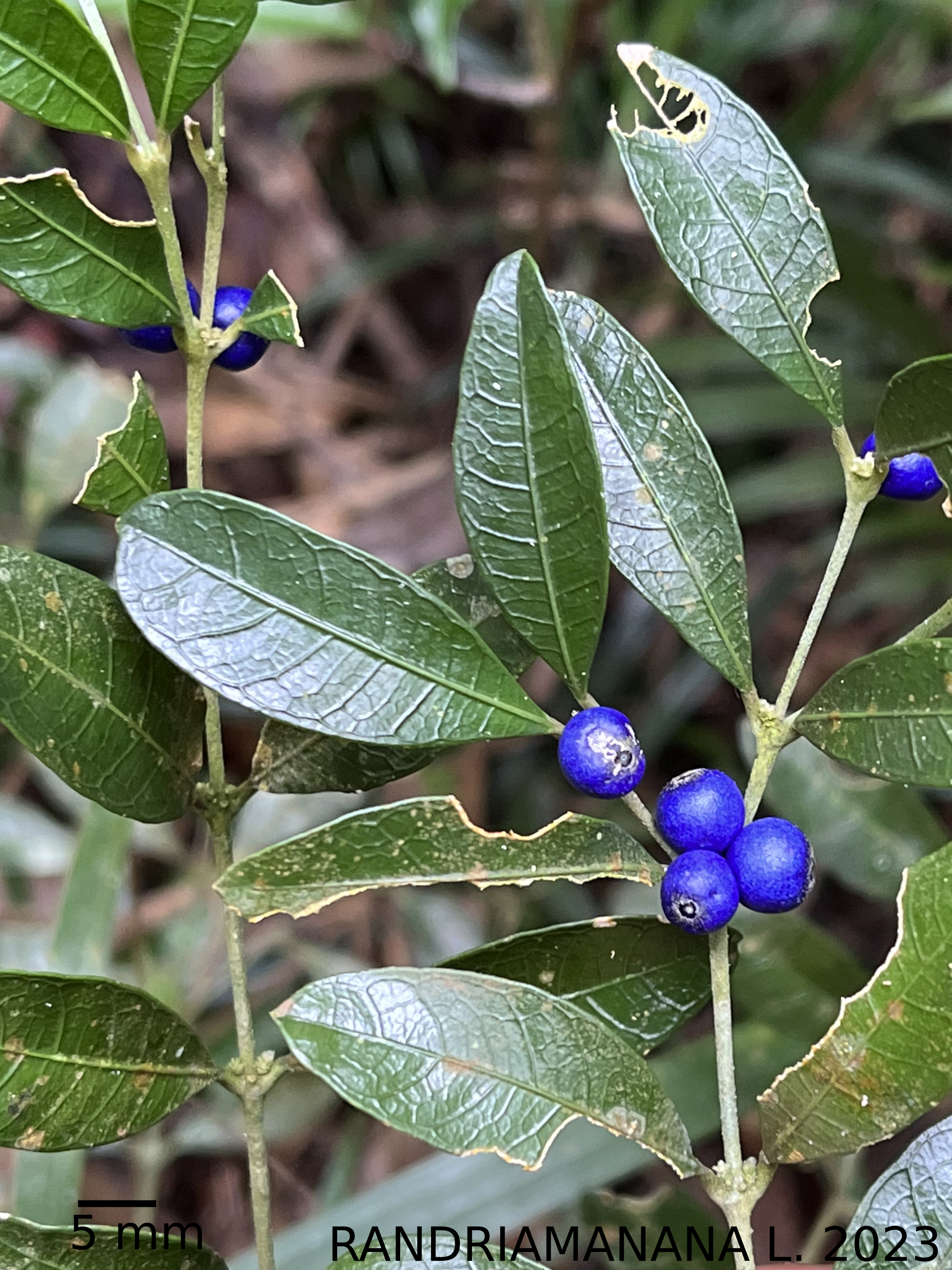 Saldinia phlebophylla